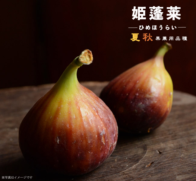 イチジク 姫蓬莱 1