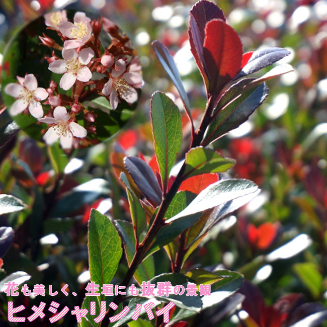 ヒメシャリンバイ1