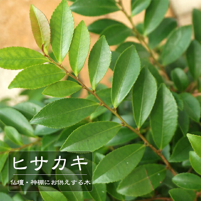 ヒサカキ