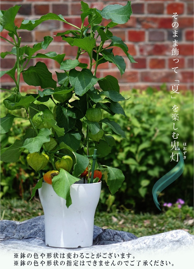 【ほおずき】 鉢植え