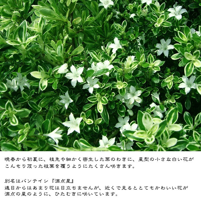 斑入りハクチョウゲ