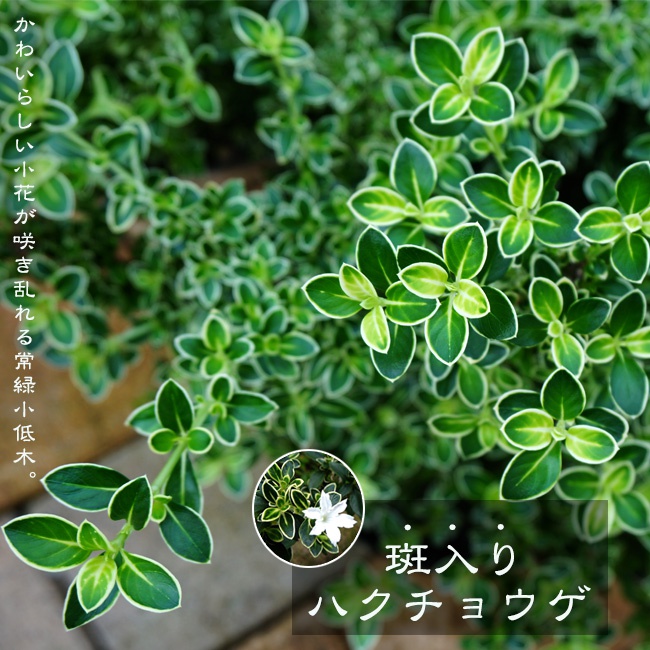 斑入りハクチョウゲ