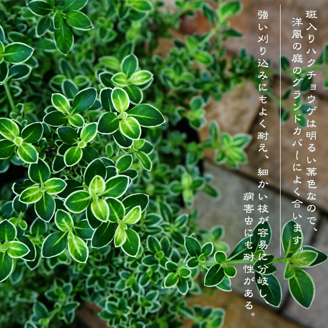 斑入りハクチョウゲ