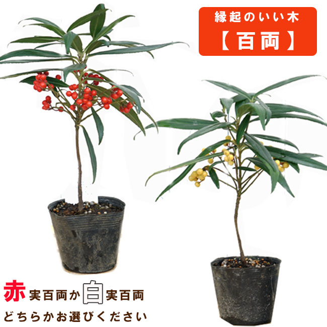 カラタチバナ 百両 