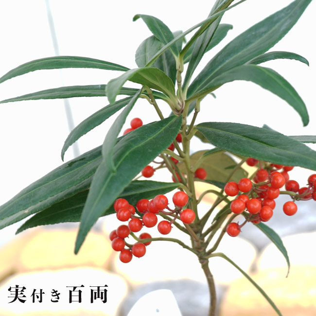 カラタチバナ 百両 1