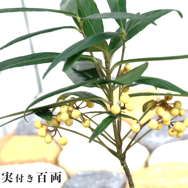 カラタチバナ 百両 2