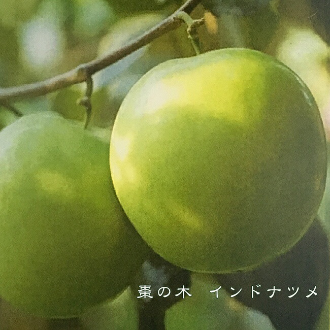 ナツメ インドナツメ 3