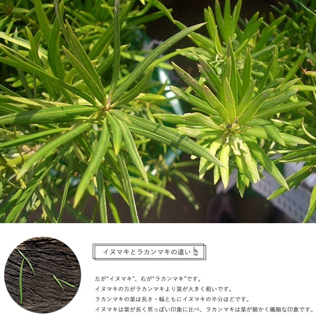 ラカンマキとイヌマキの違い