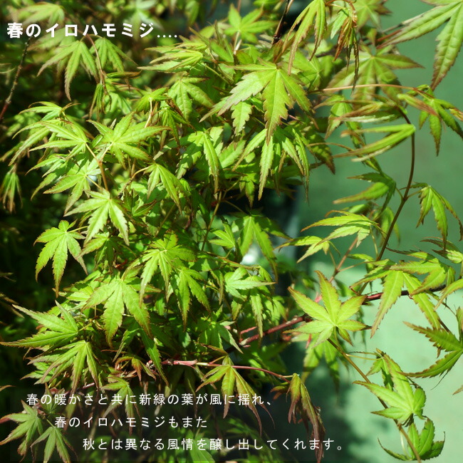 イロハモミジの新緑