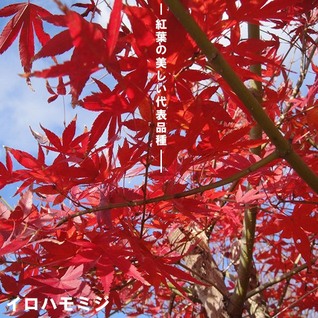 カエデ・もみじ イロハモミジ系 イロハモミジ 苗 育て方 苗木部 By 花