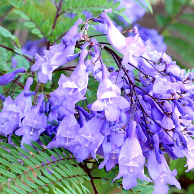 ジャカランタの花