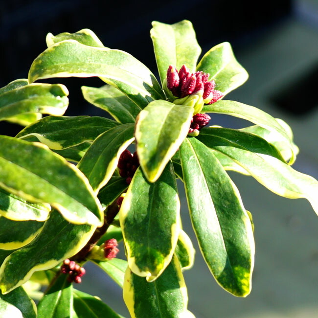 ジンチョウゲ 【前島】