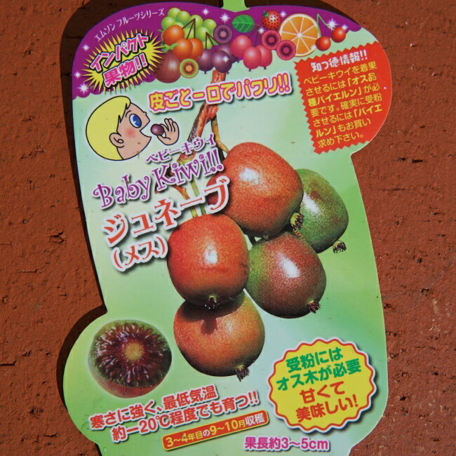 サルナシ ジュネーブ  1