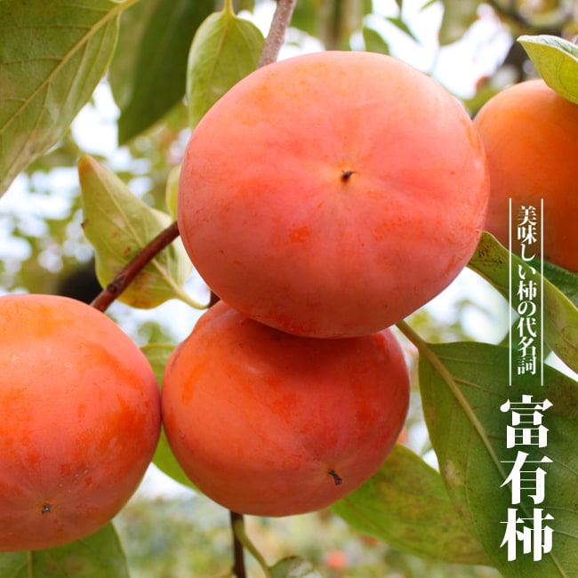 柿 完全甘柿 富有 苗 おすすめ 苗木部 By 花ひろばオンライン