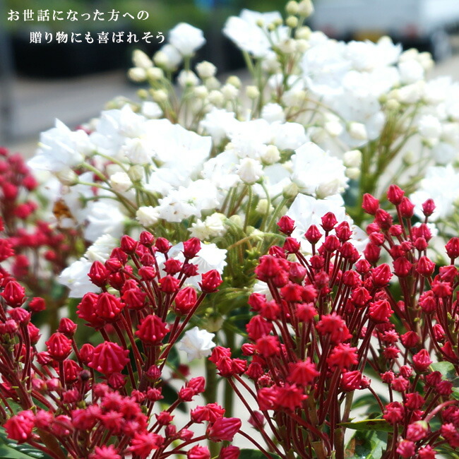 カルミア 紅白 3