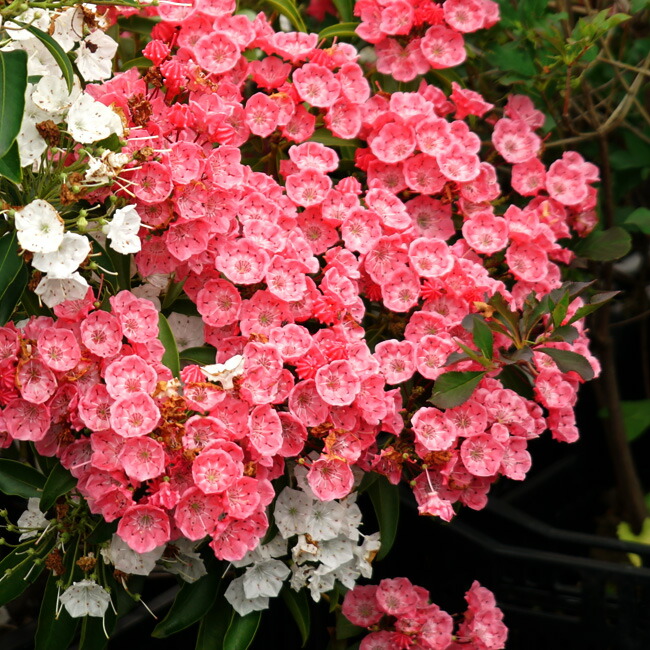 カルミア 紅白 5