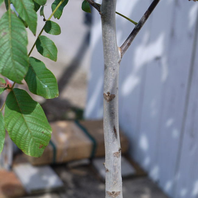 クルミ 菓子くるみ 苗 育て方 苗木部 By 花ひろばオンライン