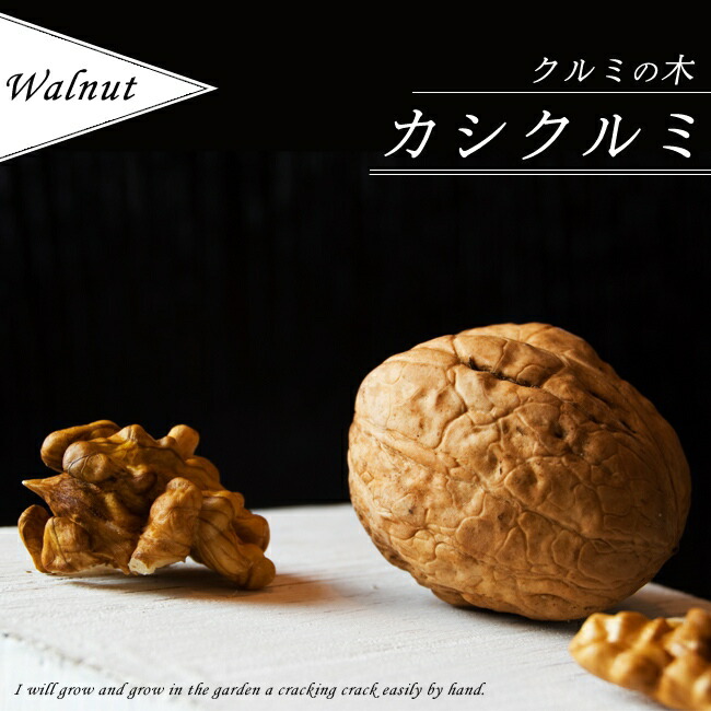 クルミ 菓子くるみ 苗 育て方 苗木部 By 花ひろばオンライン