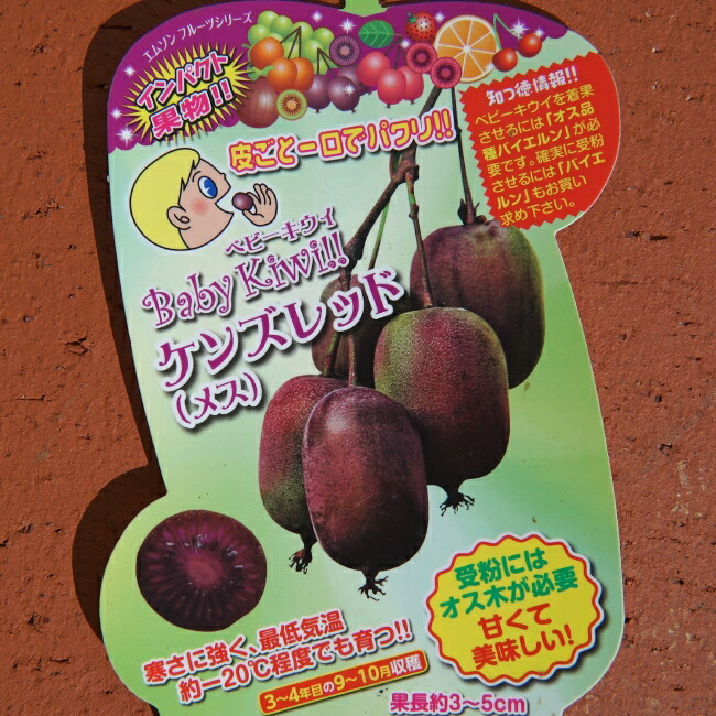 サルナシ ケンズレッド 1