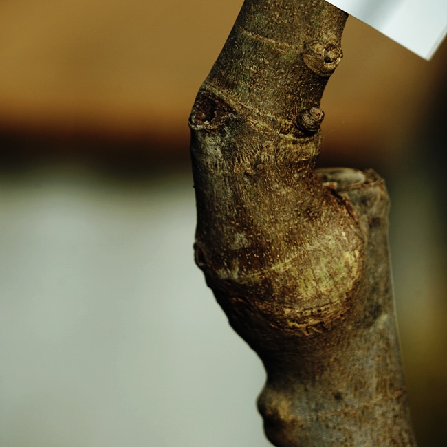 いちじく　キバル台木苗の接木部分