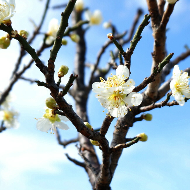 ウメ 金獅子 の花と枝