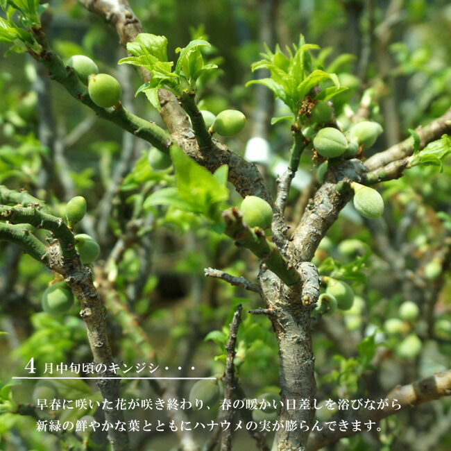 ウメ 金獅子の若梅