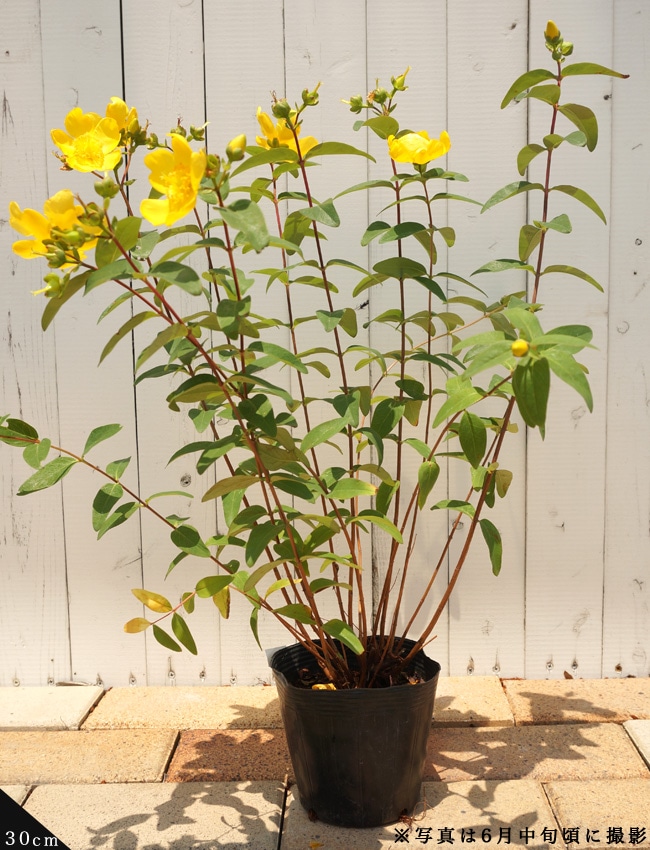 キンシバイ 【ヒペリカム ヒデコート】 5号ポット苗