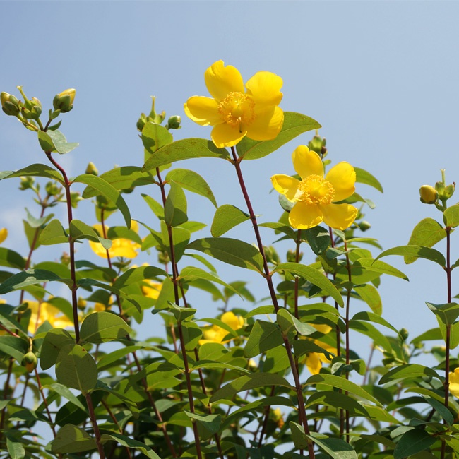 キンシバイ ヒペリカム ヒデコート