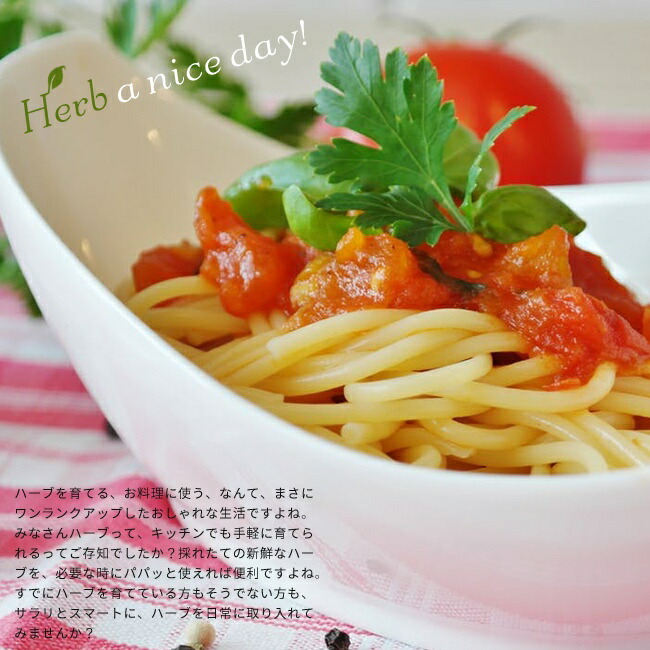 パセリ イタリアンパセリ 1