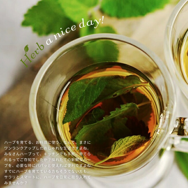 サルビア コモンセージ 3