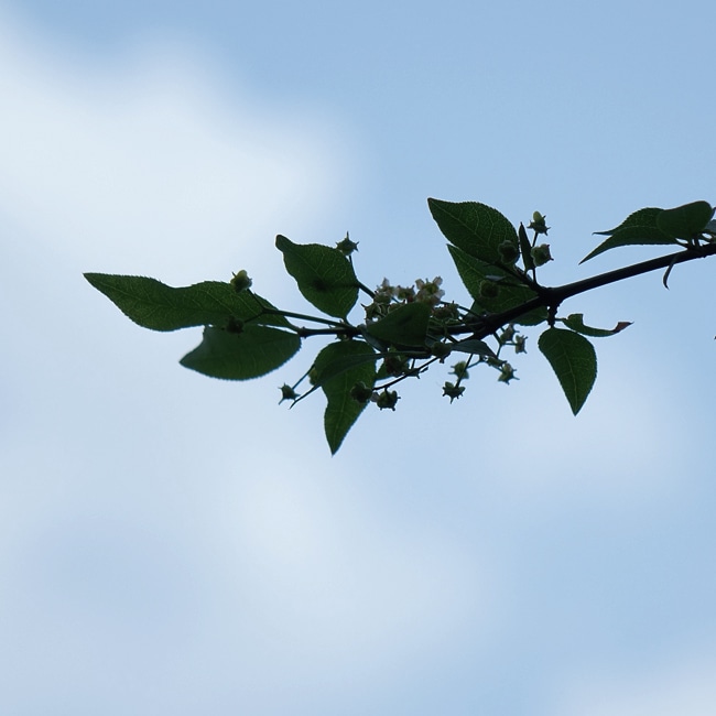 コマユミの小さな花と夏の葉