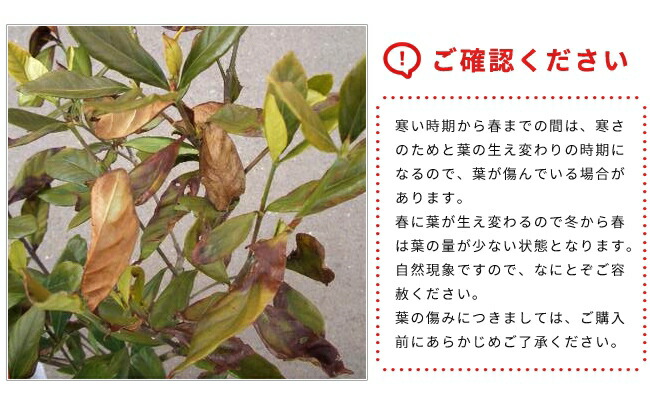 冬のクチナシの葉