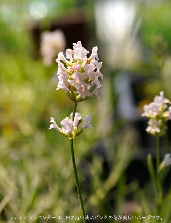 ラベンダー レディアンラベンダー 1