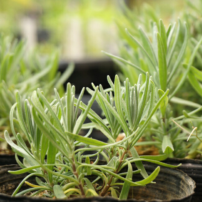 ラベンダー レディアンラベンダー 2