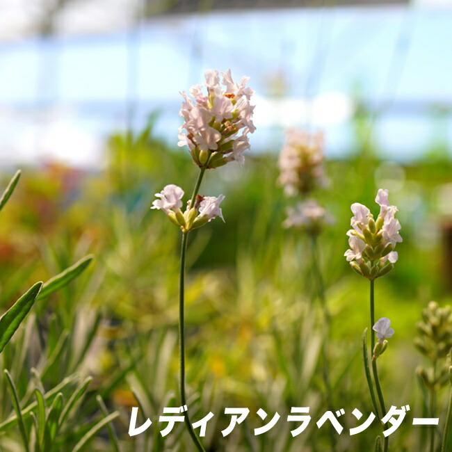 ラベンダー レディアンラベンダー 