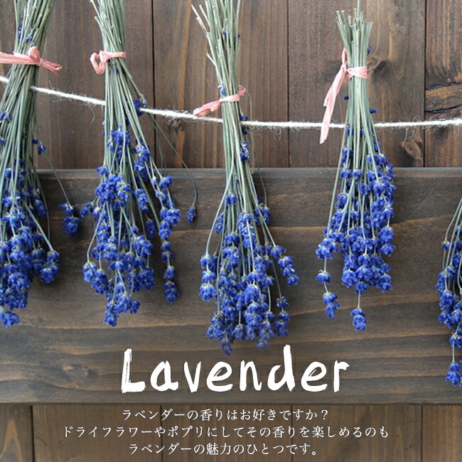 ラベンダー アヴィニョン アーリーブルー アングスティフォリア系 苗