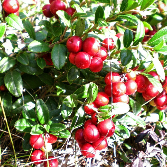 リンゴンベリー