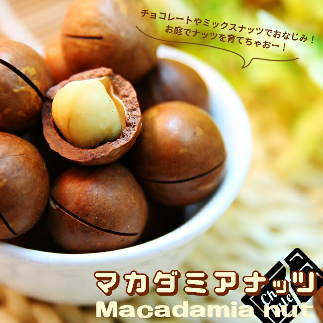 マカダミアナッツ バーモント ハイブリッド 苗 販売 苗木部 By 花