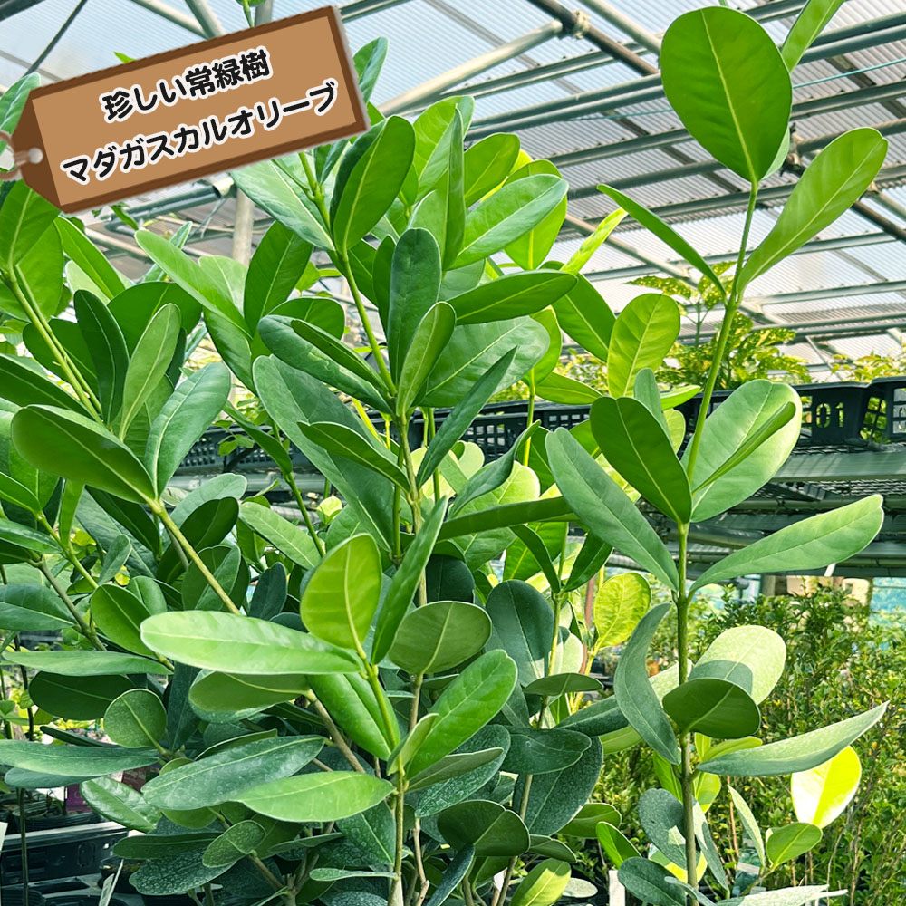 マダガスカルオリーブ  