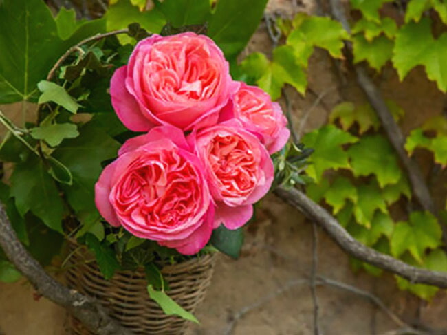 マドモアゼル メイアン