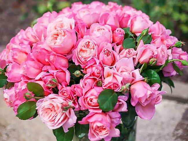 マドモアゼルメイアン