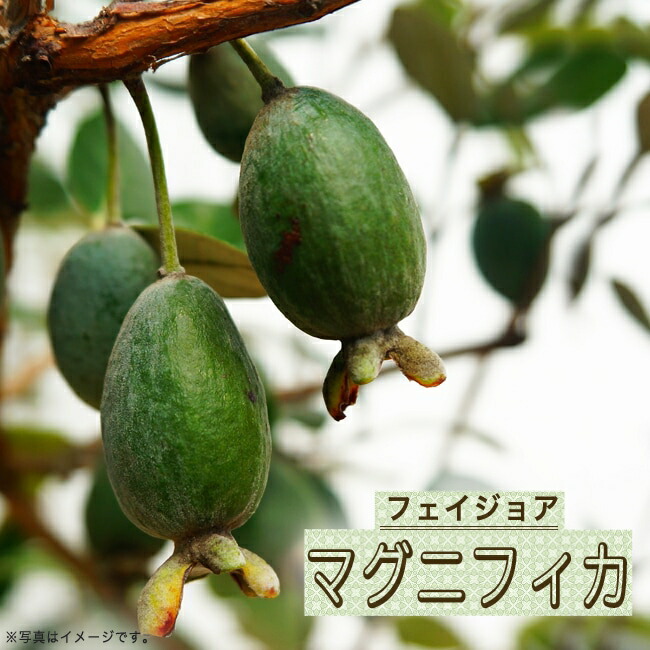  フェイジョア　マグニフィカ