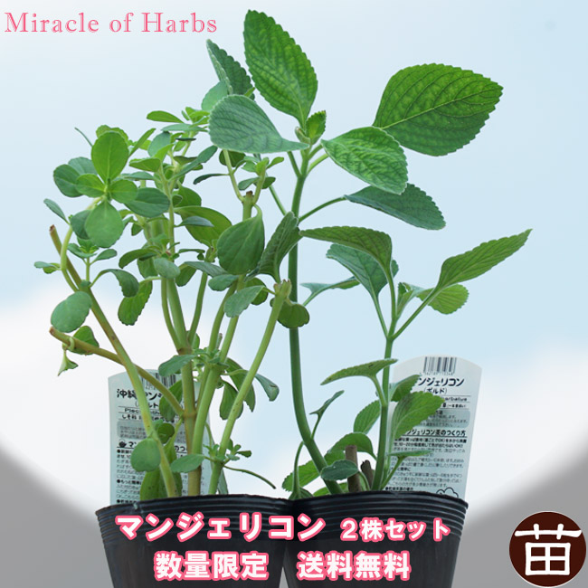 奇跡のハーブ マンジェリコン 2株セット ポルトジンユとボルド 3.5号