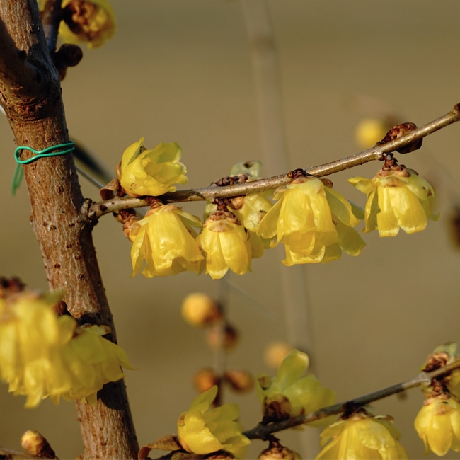 ロウバイ 満月ロウバイ 苗 通販 苗木部 By 花ひろばオンライン