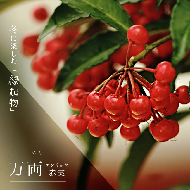   大実万両（マンリョウ） 赤実 