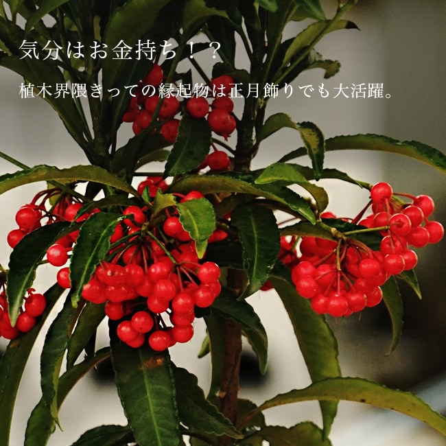 マンリョウ タカラブネ 苗 販売 苗木部 By 花ひろばオンライン