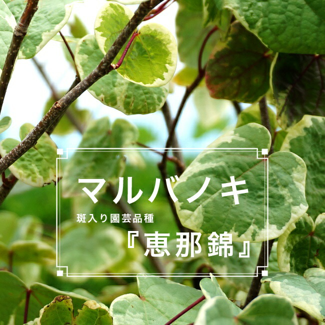 マルバノキ  