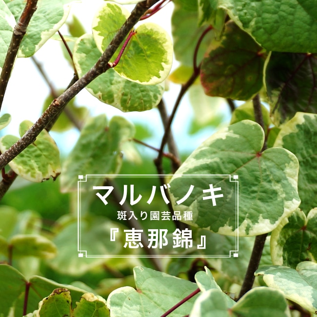 マルバノキ 苗 販売 苗木部 By 花ひろばオンライン