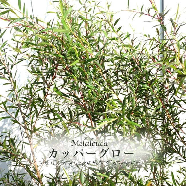 レプトスペルマム カッパーグロウ 