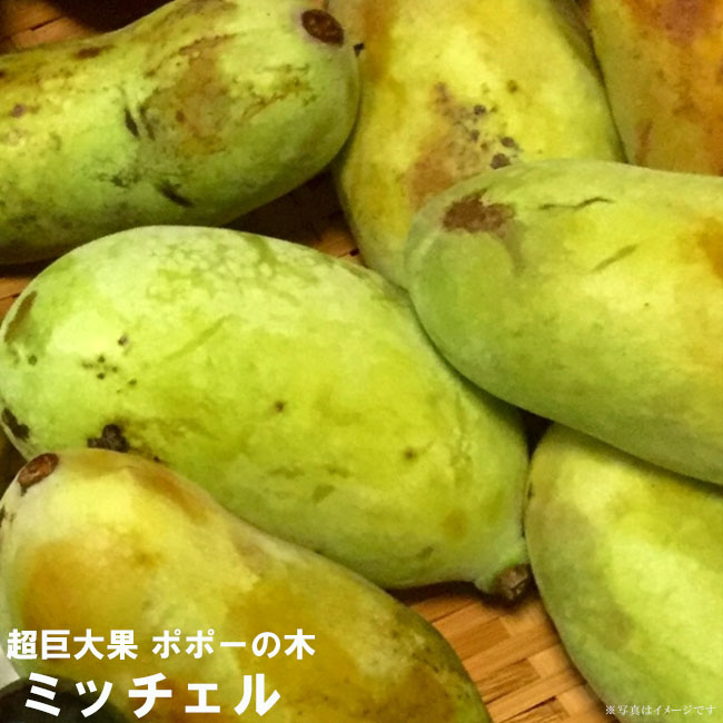 ポポー ミッチェル 2